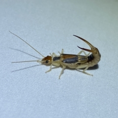 Labidura sp. (genus) (Unidentified Labidura earwig) at Jerrabomberra, NSW - 15 Mar 2023 by SteveBorkowskis