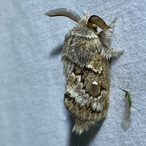 Pernattia pusilla at Jerrabomberra, NSW - 15 Mar 2023