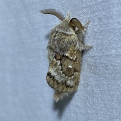 Pernattia pusilla at Jerrabomberra, NSW - 15 Mar 2023