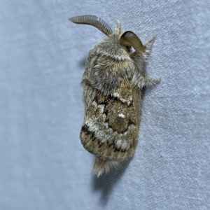 Pernattia pusilla at Jerrabomberra, NSW - 15 Mar 2023