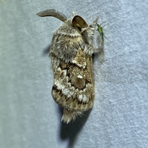 Pernattia pusilla at Jerrabomberra, NSW - 15 Mar 2023