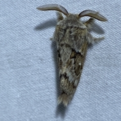 Pernattia pusilla at Jerrabomberra, NSW - 15 Mar 2023