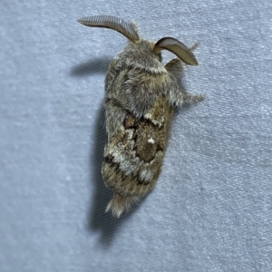 Pernattia pusilla at Jerrabomberra, NSW - 15 Mar 2023