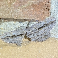 Scioglyptis loxographa (Light Grey Bark Moth) at Jerrabomberra, NSW - 15 Mar 2023 by SteveBorkowskis