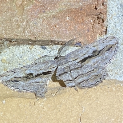 Scioglyptis loxographa (Light Grey Bark Moth) at Jerrabomberra, NSW - 15 Mar 2023 by Steve_Bok