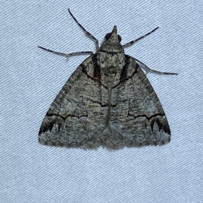 Austroterpna paratorna (Rounded Grey (Geometrinae)) at Jerrabomberra, NSW - 15 Mar 2023 by SteveBorkowskis