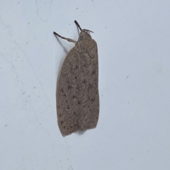 Garrha (genus) at Hawker, ACT - 15 Mar 2023