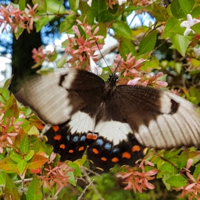 Papilio aegeus (Orchard Swallowtail, Large Citrus Butterfly) at Penrose, NSW - 15 Mar 2023 by Aussiegall
