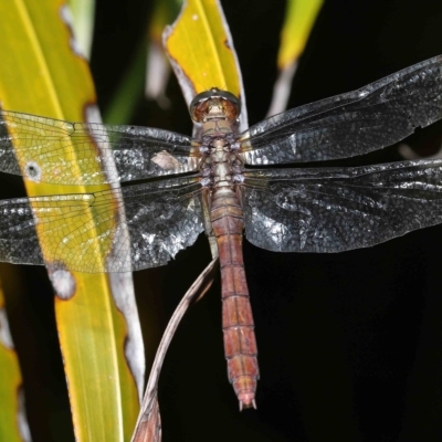  at Wellington Point, QLD - 13 Mar 2023 by TimL