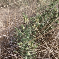 Maireana decalvans (Black Cotton-Bush) at Jerilderie, NSW - 19 Jan 2023 by MattM