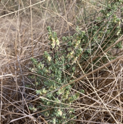 Maireana decalvans (Black Cotton-Bush) at Jerilderie, NSW - 19 Jan 2023 by MattM