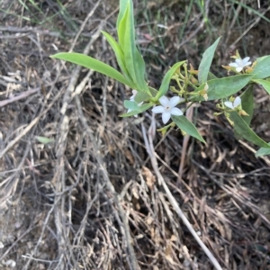 Philotheca myoporoides at Cotter River, ACT - 10 Dec 2022