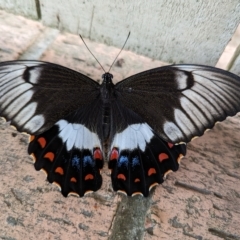 Papilio aegeus (Orchard Swallowtail, Large Citrus Butterfly) at Page, ACT - 16 Mar 2023 by CattleDog