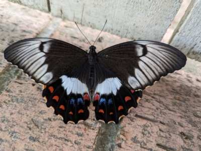 Papilio aegeus (Orchard Swallowtail, Large Citrus Butterfly) at Page, ACT - 16 Mar 2023 by CattleDog