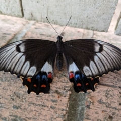 Papilio aegeus at Page, ACT - 16 Mar 2023