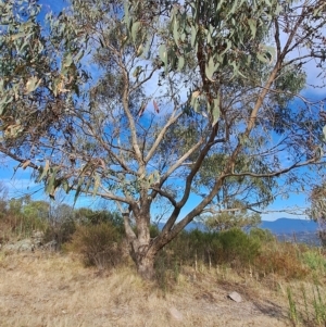 Eucalyptus nortonii at Mount Taylor - 16 Mar 2023 09:03 AM