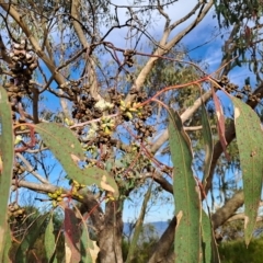 Eucalyptus nortonii at Mount Taylor - 16 Mar 2023 09:03 AM