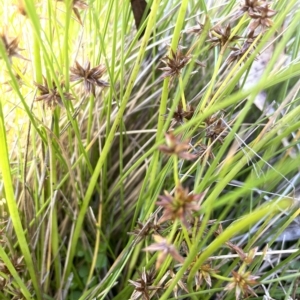 Juncus fockei at Tinderry, NSW - 15 Mar 2023