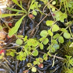 Gonocarpus micranthus subsp. micranthus (Creeping Raspwort) at Tinderry, NSW - 15 Mar 2023 by JaneR