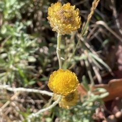 Coronidium monticola (Mountain Button Everlasting) at Tinderry, NSW - 15 Mar 2023 by JaneR