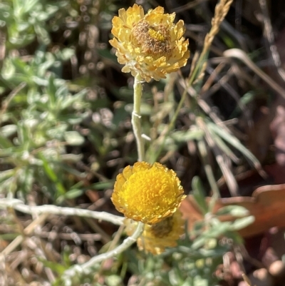 Coronidium monticola (Mountain Button Everlasting) at Tinderry, NSW - 15 Mar 2023 by JaneR