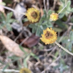 Coronidium monticola at Tinderry, NSW - 15 Mar 2023