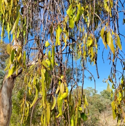 Amyema miquelii (Box Mistletoe) at Kambah, ACT - 16 Mar 2023 by LPadg