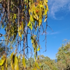 Amyema miquelii at Kambah, ACT - 16 Mar 2023