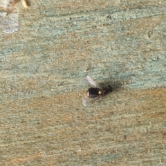 Chalcidoidea (superfamily) at Isaacs, ACT - suppressed