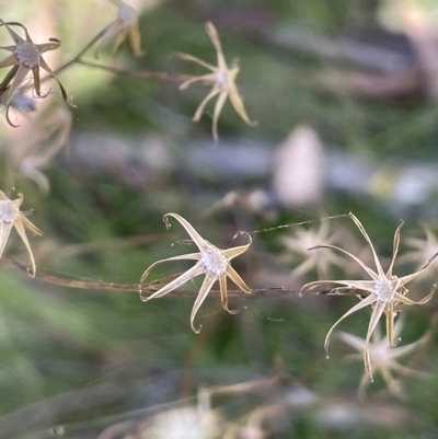 Senecio prenanthoides (Common Forest Fireweed) at Tinderry, NSW - 15 Mar 2023 by JaneR