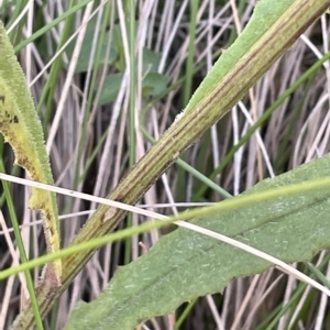 Senecio prenanthoides at Tinderry, NSW - 15 Mar 2023 01:06 PM