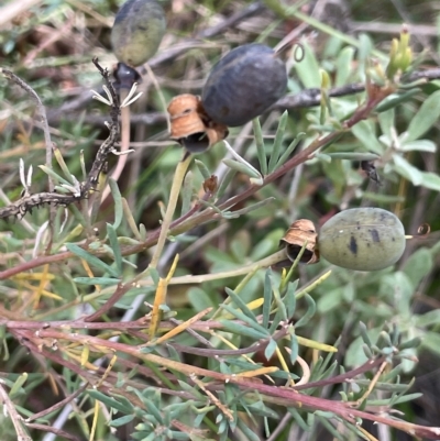 Gompholobium huegelii (Pale Wedge Pea) at Tinderry, NSW - 15 Mar 2023 by JaneR