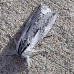 Endoxyla secta (A Wood moth) at Kambah, ACT - 15 Mar 2023 by CanberraDSN