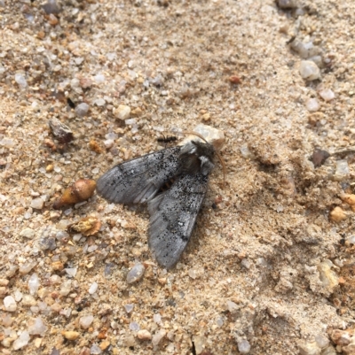 Oenosandra boisduvalii (Boisduval's Autumn Moth) at Tennent, ACT - 14 Mar 2023 by Minz