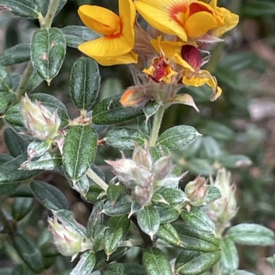 Oxylobium ellipticum (Common Shaggy Pea) at Tinderry, NSW - 15 Mar 2023 by JaneR