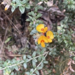 Oxylobium ellipticum at Tinderry, NSW - 15 Mar 2023