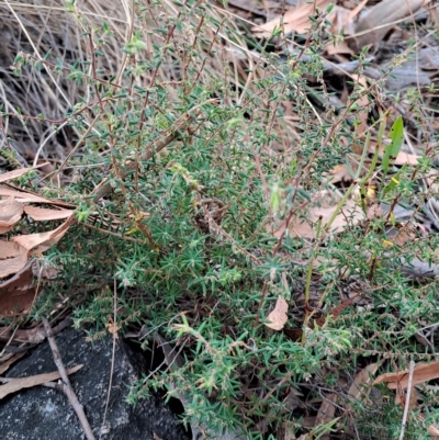 Leucopogon fletcheri subsp. brevisepalus (Twin Flower Beard-Heath) at Fadden, ACT - 14 Mar 2023 by LPadg