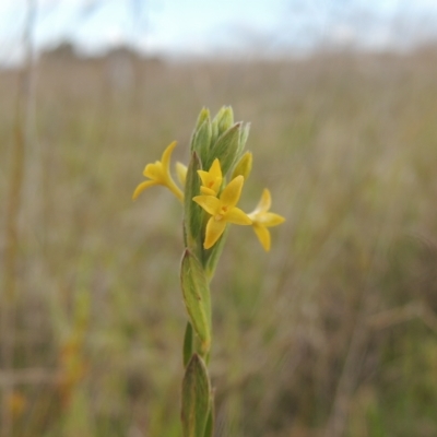 Pimelea curviflora (Curved Rice-flower) at Boorowa, NSW - 23 Oct 2022 by MichaelBedingfield
