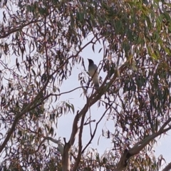 Coracina novaehollandiae (Black-faced Cuckooshrike) at Pearce, ACT - 15 Mar 2023 by LPadg