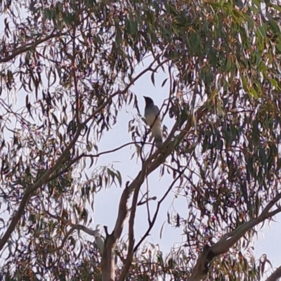 Coracina novaehollandiae (Black-faced Cuckooshrike) at Pearce, ACT - 15 Mar 2023 by LPadg