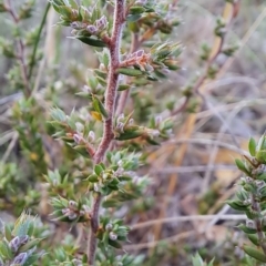 Leucopogon attenuatus (Small-leaved Beard Heath) at Wanniassa Hill - 14 Mar 2023 by LPadg