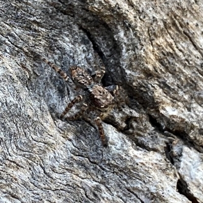 Servaea incana (Hoary Servaea) at Googong, NSW - 16 Mar 2023 by Wandiyali