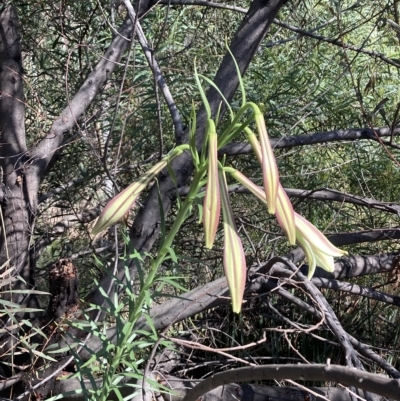 Lilium formosanum (Taiwan Lily, Tiger Lily) at Aranda Bushland - 16 Mar 2023 by SilkeSma