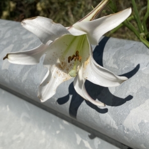 Lilium formosanum at Aranda, ACT - 16 Mar 2023