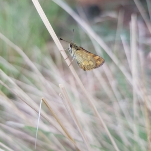 Ocybadistes walkeri at Kambah, ACT - 16 Mar 2023 09:41 AM