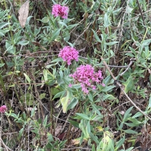 Centranthus ruber at Hackett, ACT - 16 Mar 2023 08:27 AM