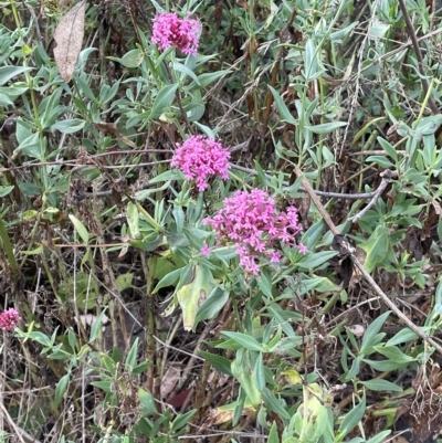 Centranthus ruber (Red Valerian, Kiss-me-quick, Jupiter's Beard) at Hackett, ACT - 15 Mar 2023 by cmobbs