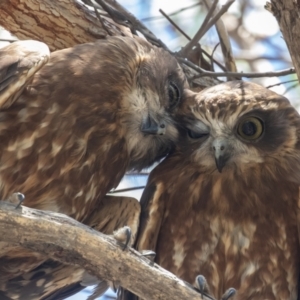 Ninox boobook at Acton, ACT - 20 Feb 2023