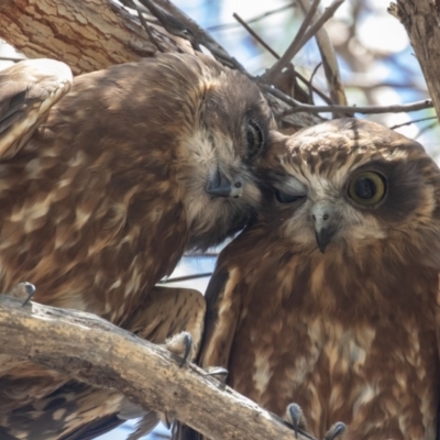 Ninox boobook (Southern Boobook) at Acton, ACT - 20 Feb 2023 by rawshorty