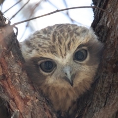 Ninox boobook at Acton, ACT - 20 Feb 2023